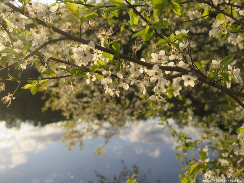 Май 2023 в Москве — Азиатские виниловые куклы (разное): Китай