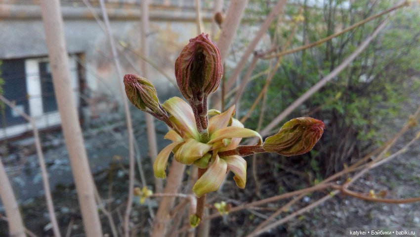 Рассвет. Нос — Коллекционные игрушки и фигурки: Lego (фото 10)