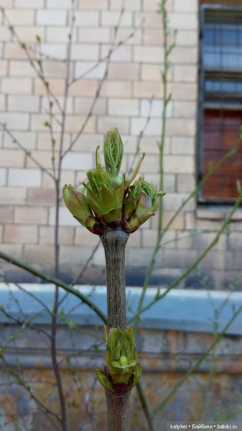 Рассвет. Нос — Коллекционные игрушки и фигурки: Lego (фото 9)