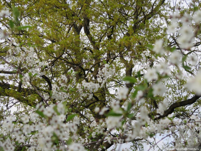 Коломенское в цвету!!!! Сезон 2023