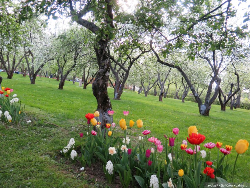 Коломенское в цвету!!!! Сезон 2023 (фото 3)