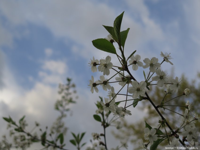 Коломенское в цвету!!!! Сезон 2023