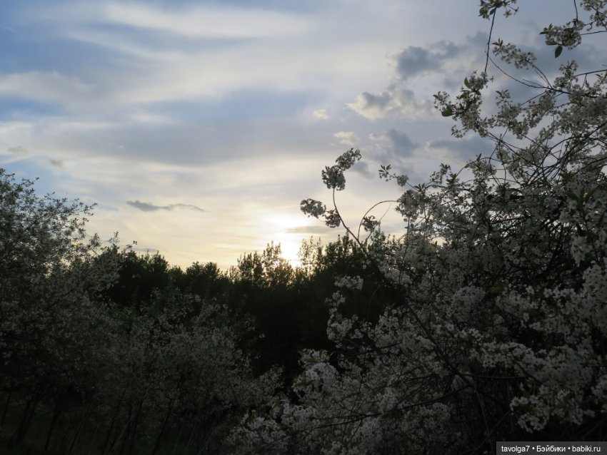 Коломенское в цвету!!!! Сезон 2023