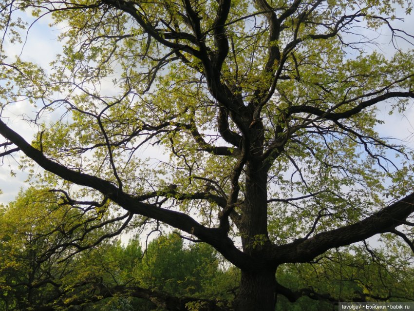 Коломенское в цвету!!!! Сезон 2023