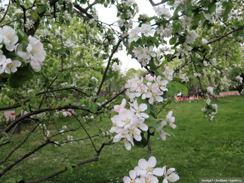 Коломенское в цвету!!!! Сезон 2023 (фото 9)