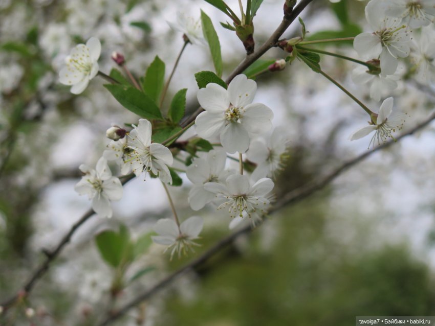 Коломенское в цвету!!!! Сезон 2023