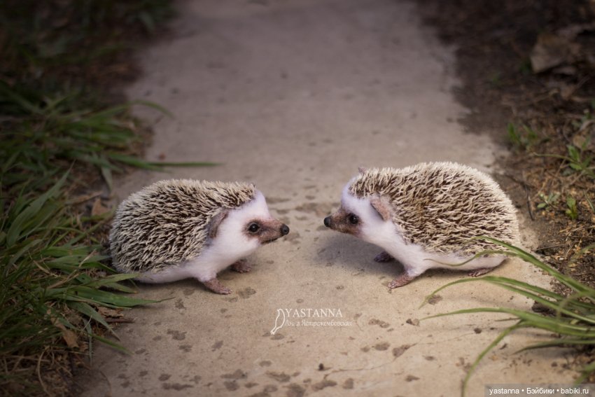 Валяные игрушки из шерсти: сухое валяние