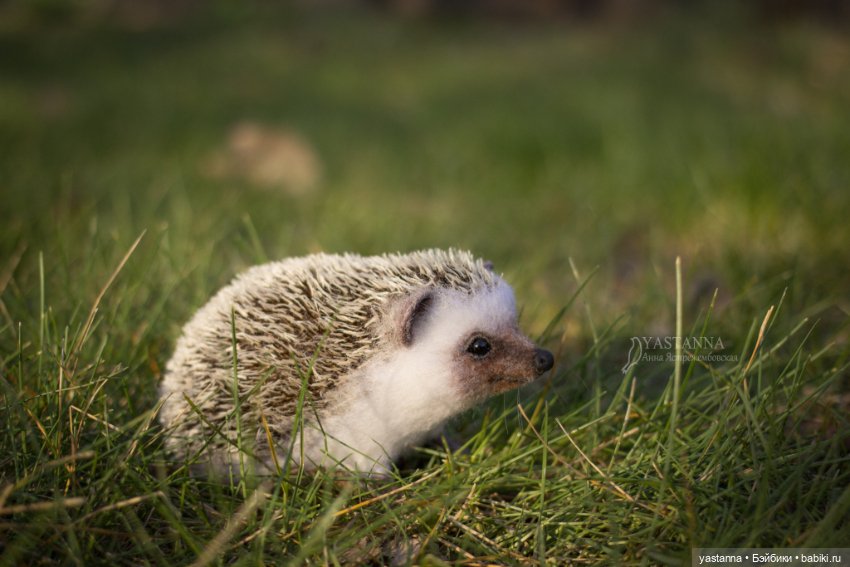 Валяные игрушки из шерсти: сухое валяние (фото 8)