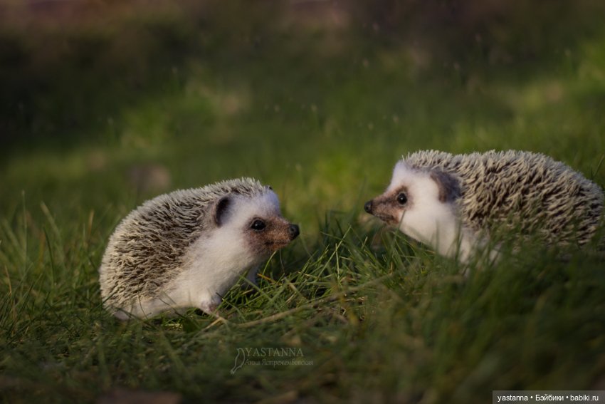Валяные игрушки из шерсти: сухое валяние