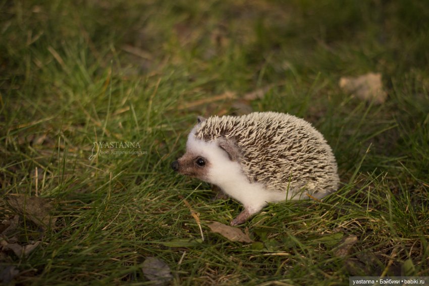 Валяные игрушки из шерсти: сухое валяние (фото 3)