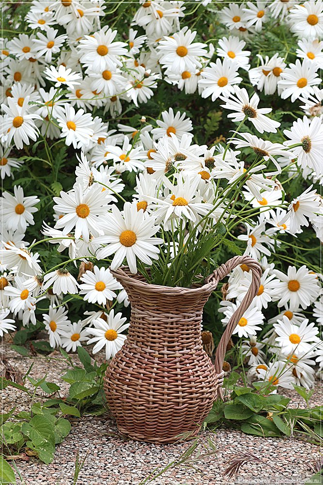 Этажерки и кувшин — Другие хобби и увлечения: сад