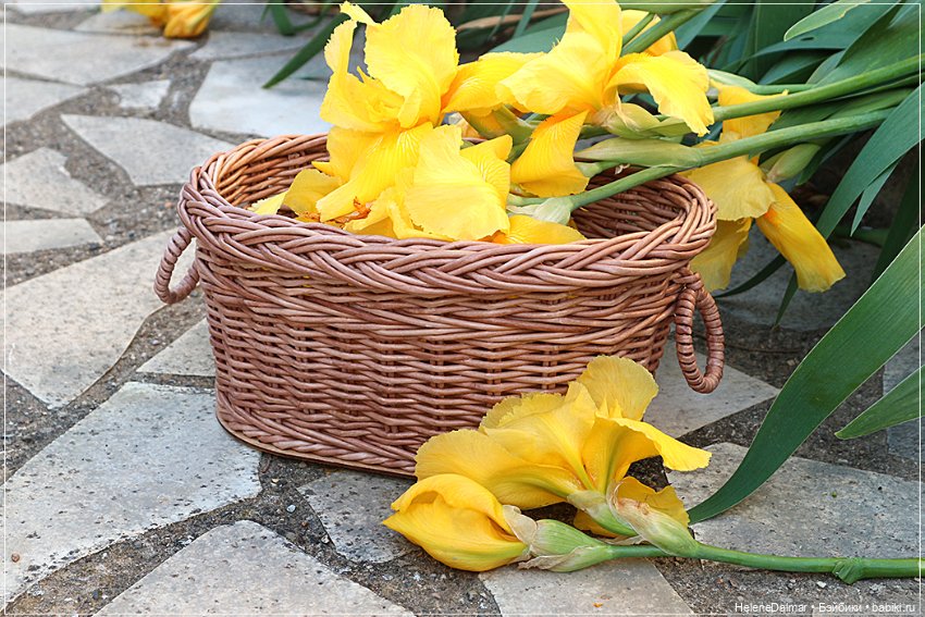 Этажерки и кувшин — Другие хобби и увлечения: сад (фото 8)