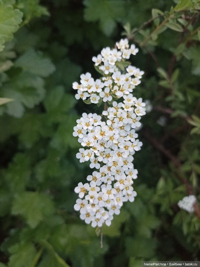 Эш на прогулке — Куклы Rainbow High (Рейнбоу Хай