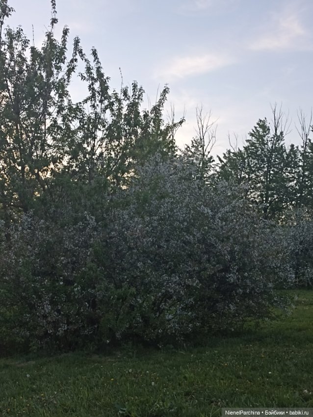 Эш на прогулке — Куклы Rainbow High (Рейнбоу Хай