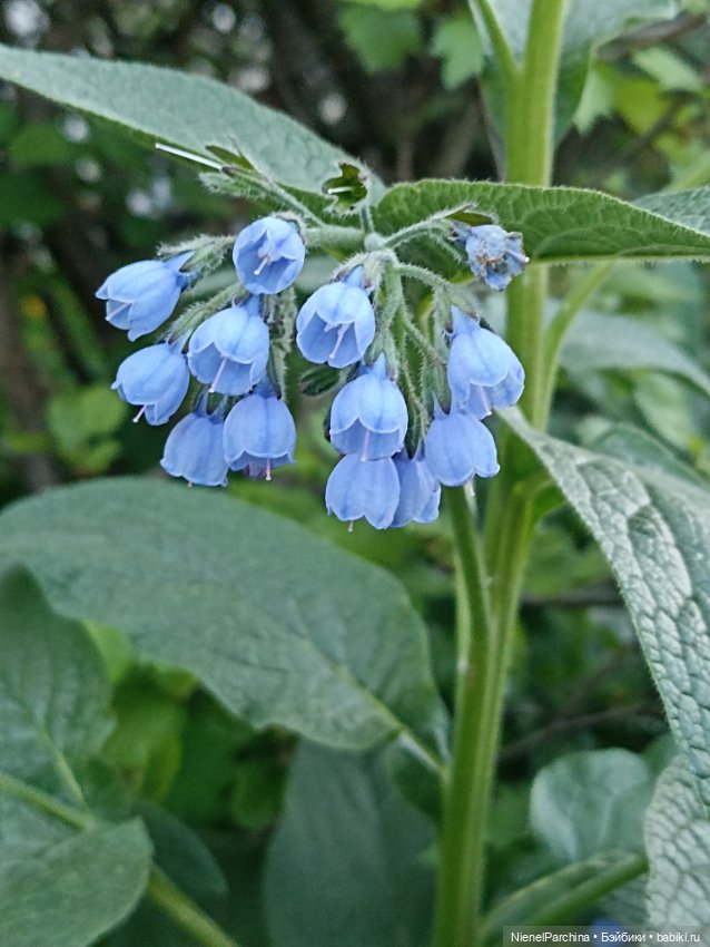 Эш на прогулке — Куклы Rainbow High (Рейнбоу Хай