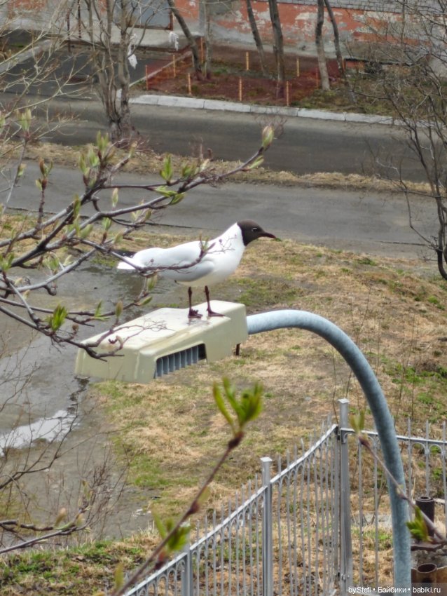 Таксик — Вязаные игрушки и амигуруми: крючком