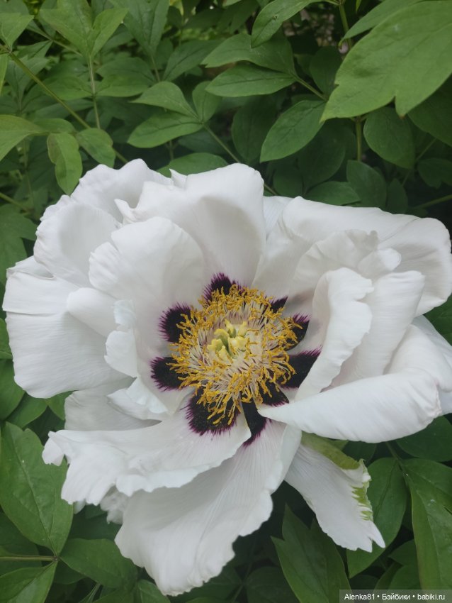 Весна в моём дворе — Куклы Paola Reina (Паола Рейна): новинки (фото 5)