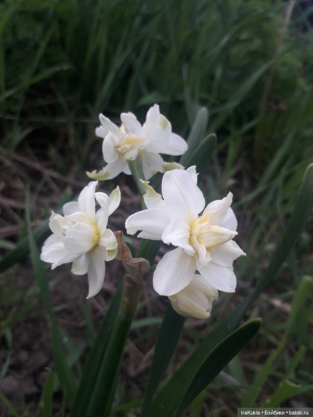 Весна,первая прогулка — Куклы Fairyland (ФэйриЛэнд): BJD (БЖД)