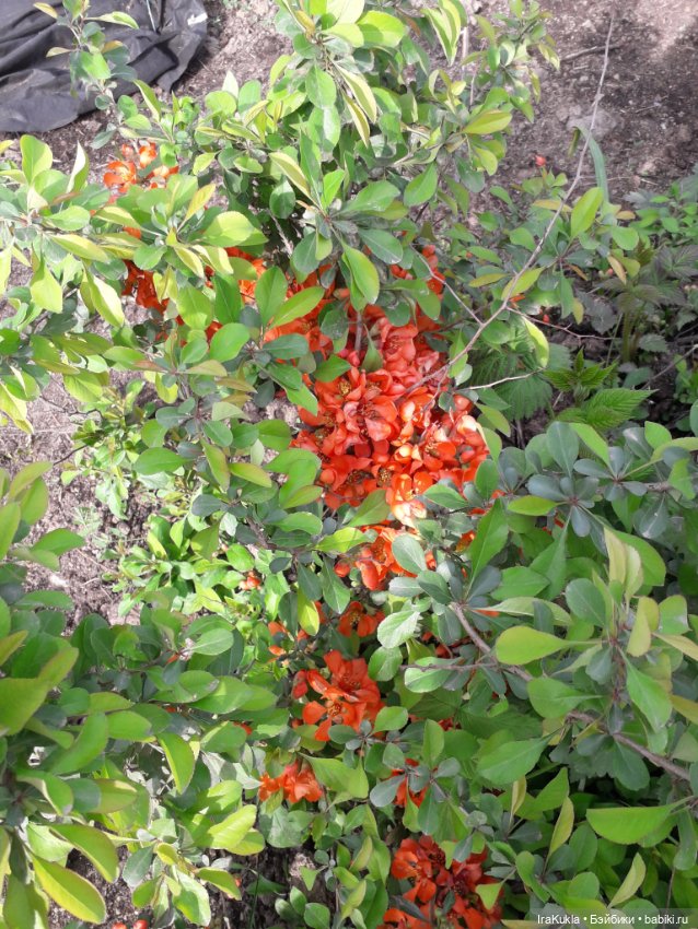 Весна,первая прогулка — Куклы Fairyland (ФэйриЛэнд): BJD (БЖД)