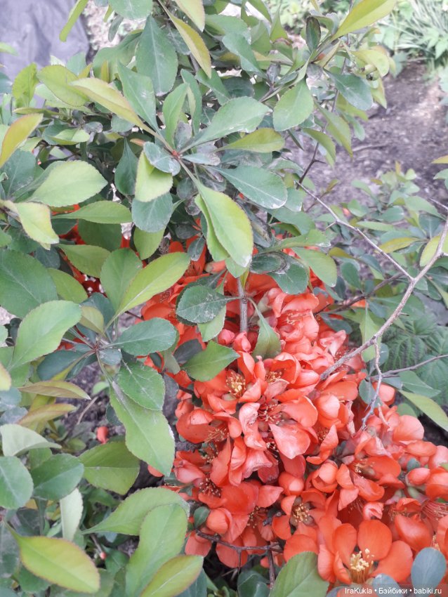 Весна,первая прогулка — Куклы Fairyland (ФэйриЛэнд): BJD (БЖД)