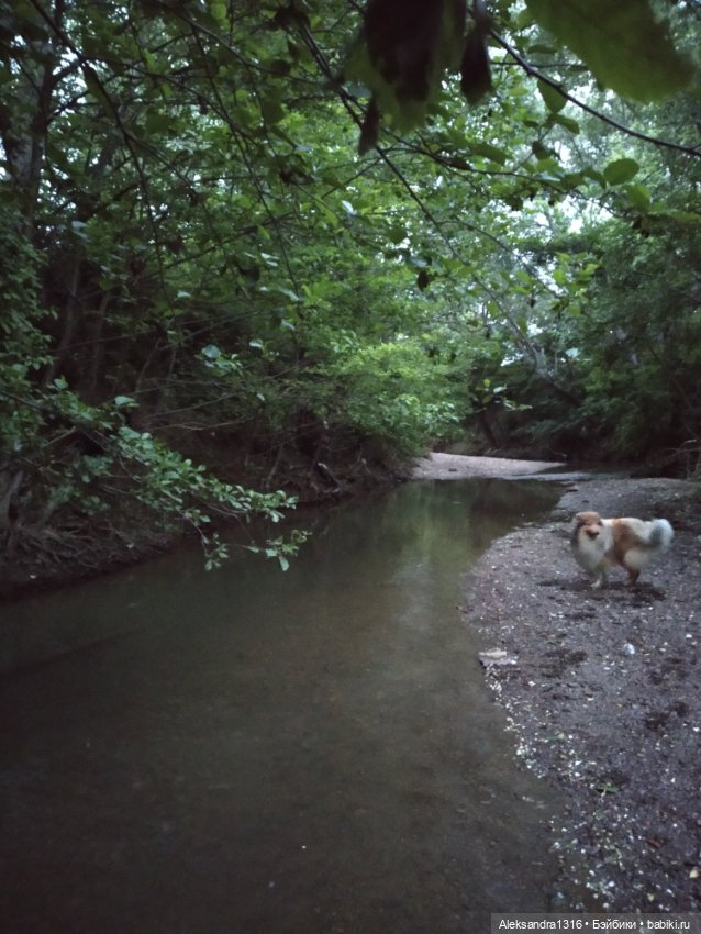 Пошли мы погулять с Марусей вечерком☁️