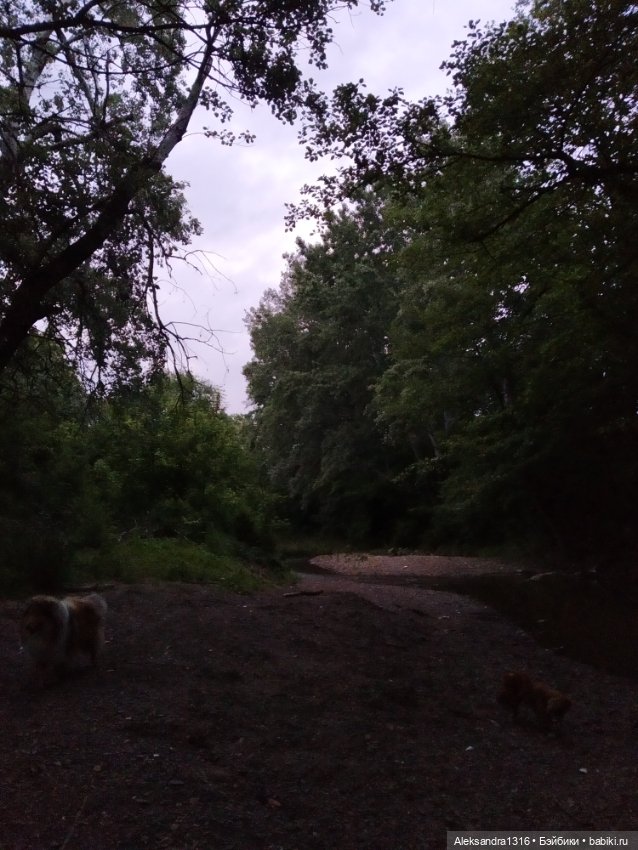 Пошли мы погулять с Марусей вечерком☁️