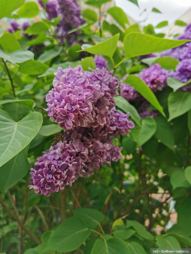 Прогулка с Клео — Куклы Monster High и Ever After High: G1 (фото 10)