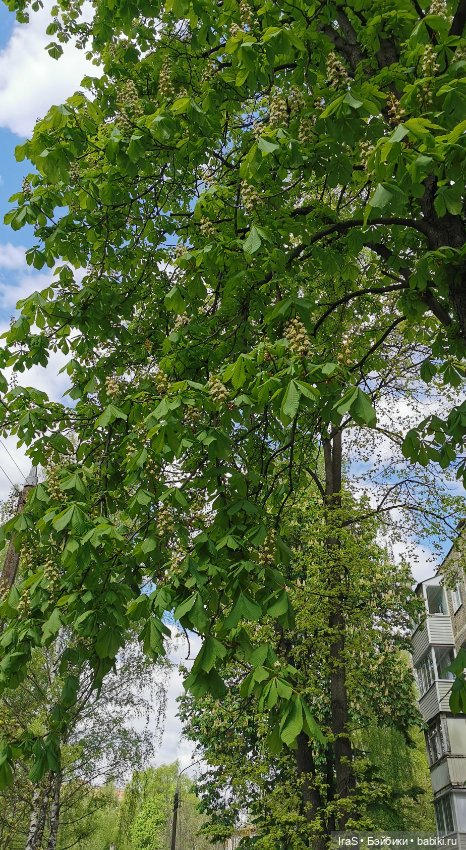 Прогулка с Клео — Куклы Monster High и Ever After High: G1