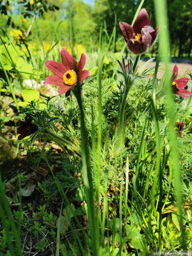 Прогулка с Клео — Куклы Monster High и Ever After High: G1