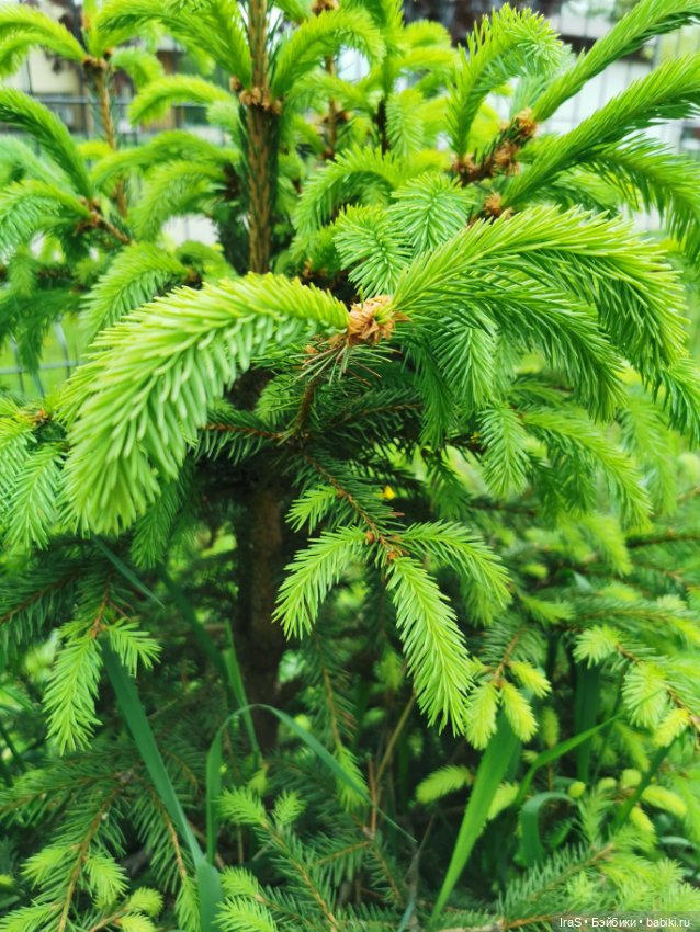 Прогулка с Клео — Куклы Monster High и Ever After High: G1 (фото 9)