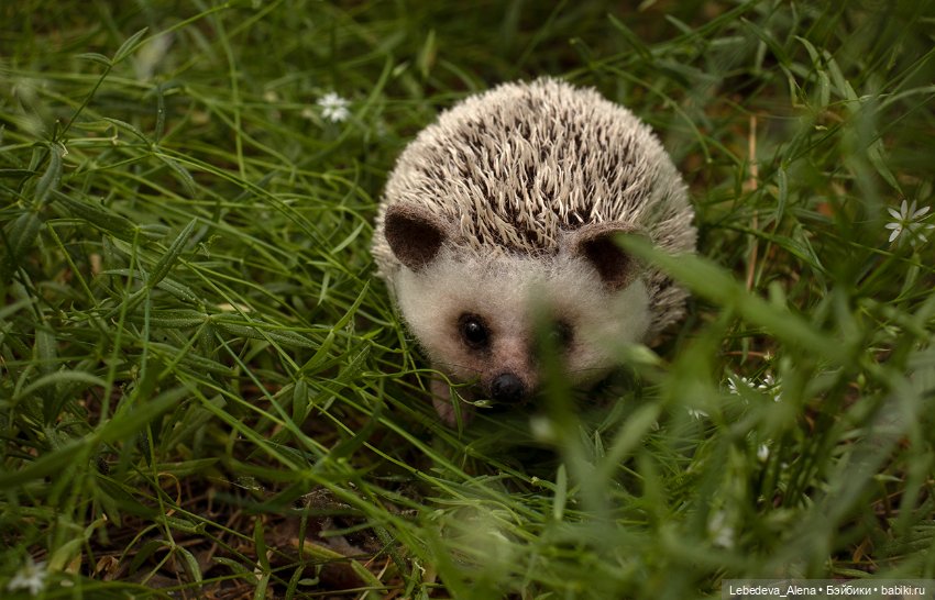 Весна и ежик — Домашние фото авторских игрушек: Тедди (фото 8)