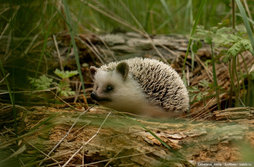 Весна и ежик — Домашние фото авторских игрушек: Тедди (фото 4)