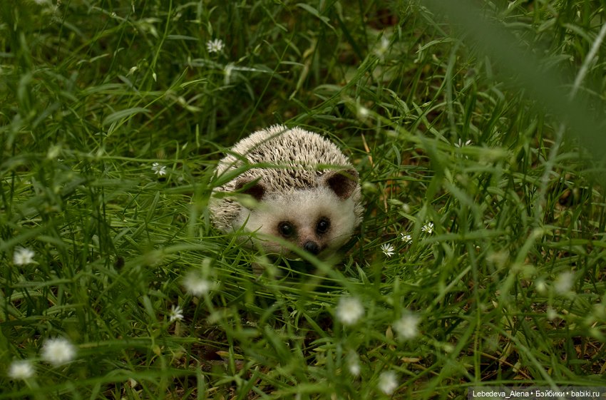 Весна и ежик — Домашние фото авторских игрушек: Тедди (фото 6)