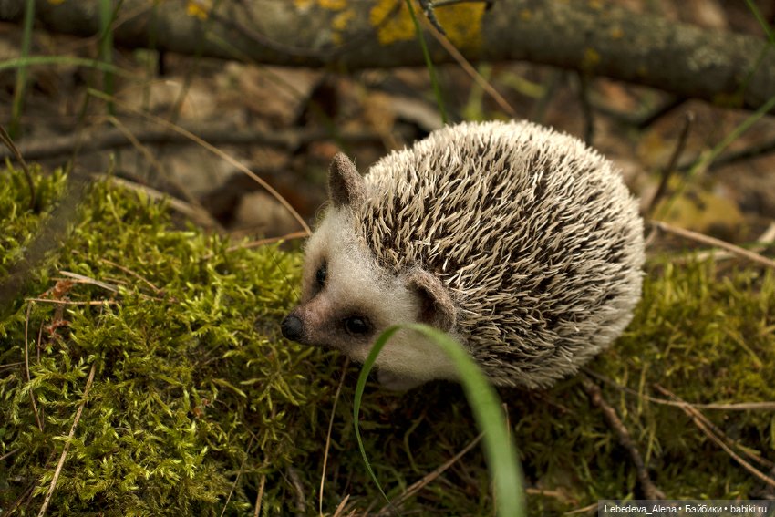 Весна и ежик — Домашние фото авторских игрушек: Тедди (фото 9)