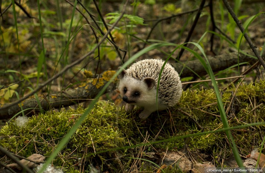 Весна и ежик — Домашние фото авторских игрушек: Тедди (фото 10)
