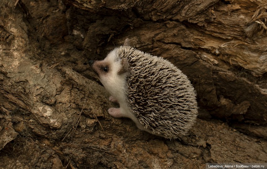 Весна и ежик — Домашние фото авторских игрушек: Тедди (фото 2)