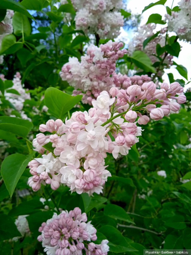 Момоко. Май. ВДНХ. Сирень (фото 10)