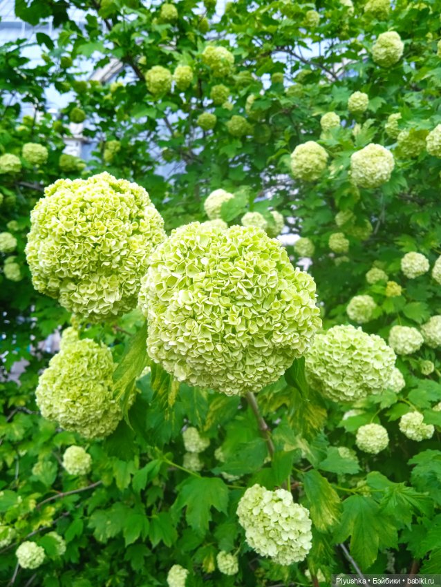 Момоко. Май. ВДНХ. Сирень