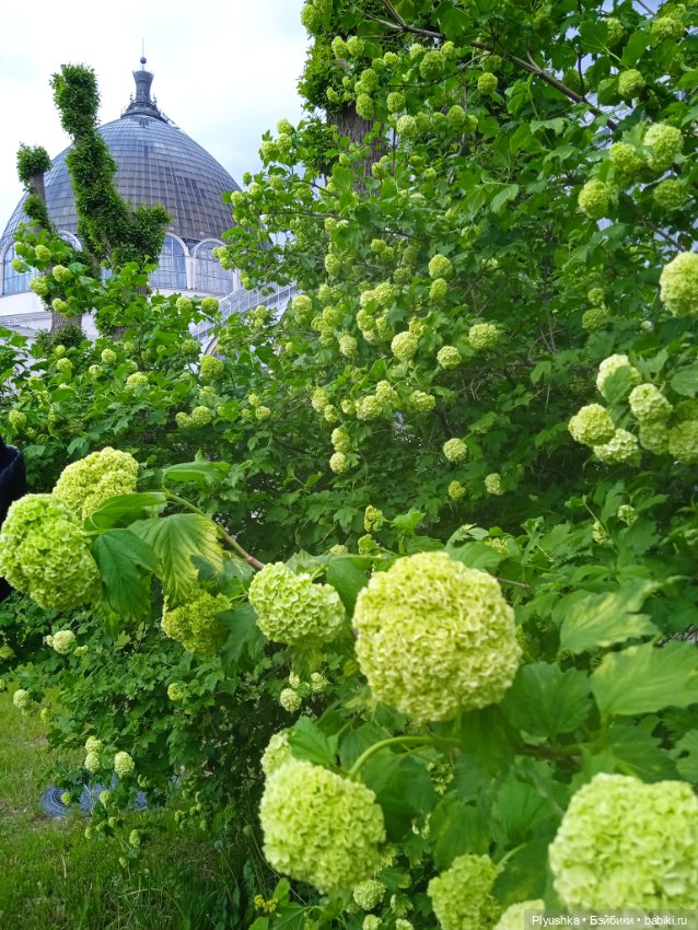 Момоко. Май. ВДНХ. Сирень