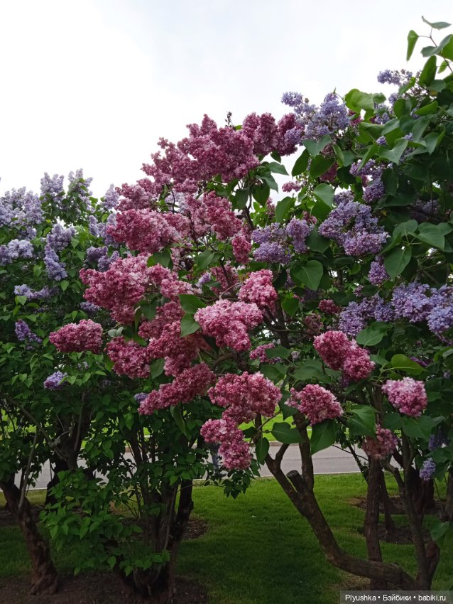 Момоко. Май. ВДНХ. Сирень