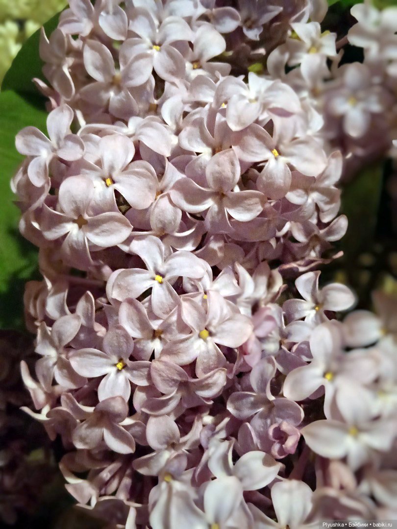 Момоко. Май. ВДНХ. Сирень