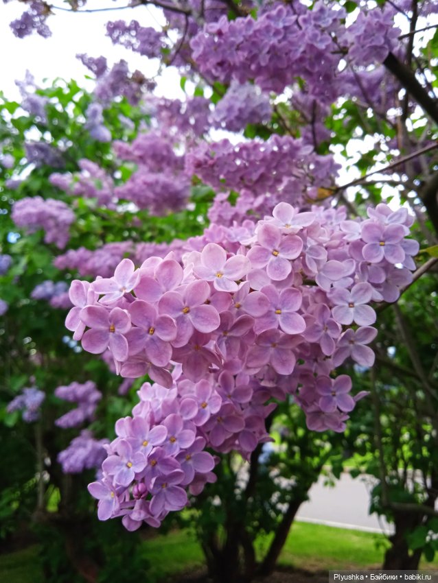 Момоко. Май. ВДНХ. Сирень (фото 9)