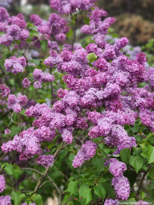 Момоко. Май. ВДНХ. Сирень (фото 8)