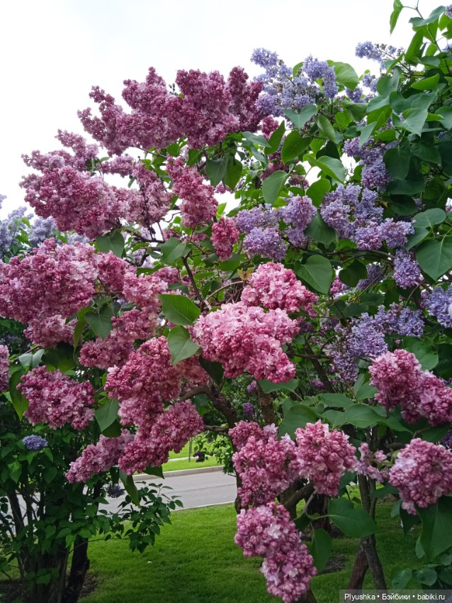 Момоко. Май. ВДНХ. Сирень