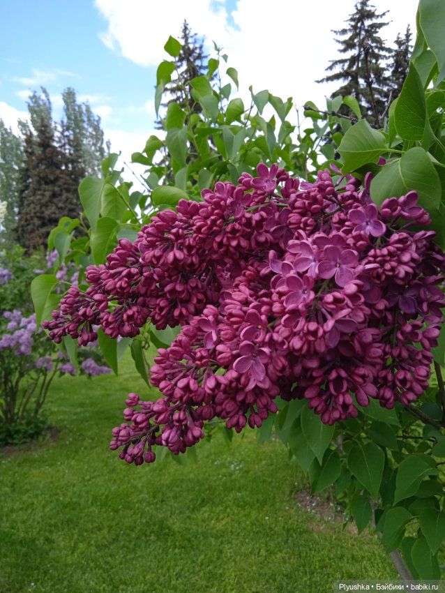 Момоко. Май. ВДНХ. Сирень (фото 7)