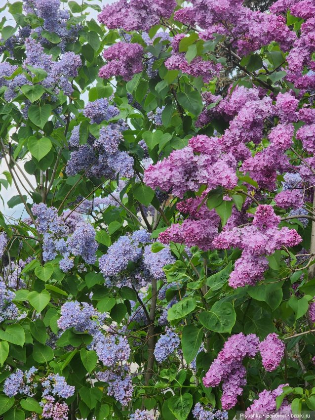 Момоко. Май. ВДНХ. Сирень