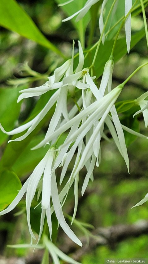 Приключения профессора Оле (фото 2)