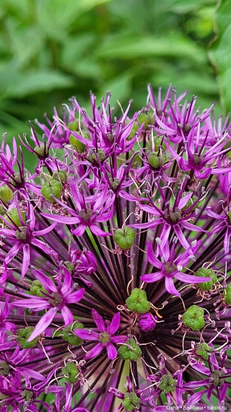 Приключения профессора Оле