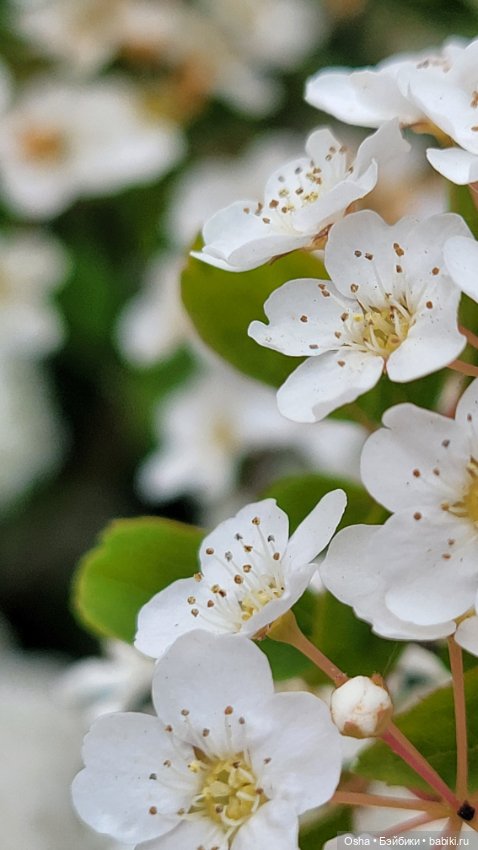 Приключения профессора Оле