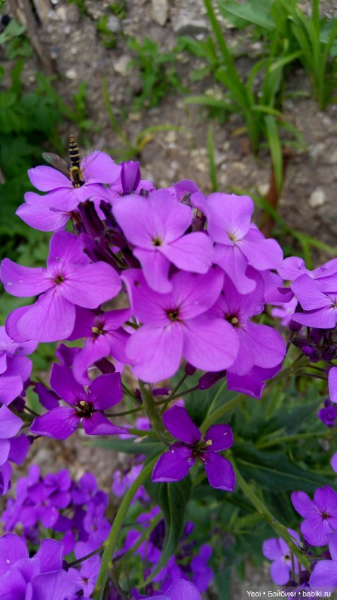 Монстер хай на прогулке, Клодин и Гулиопа, 42см (фото 8)